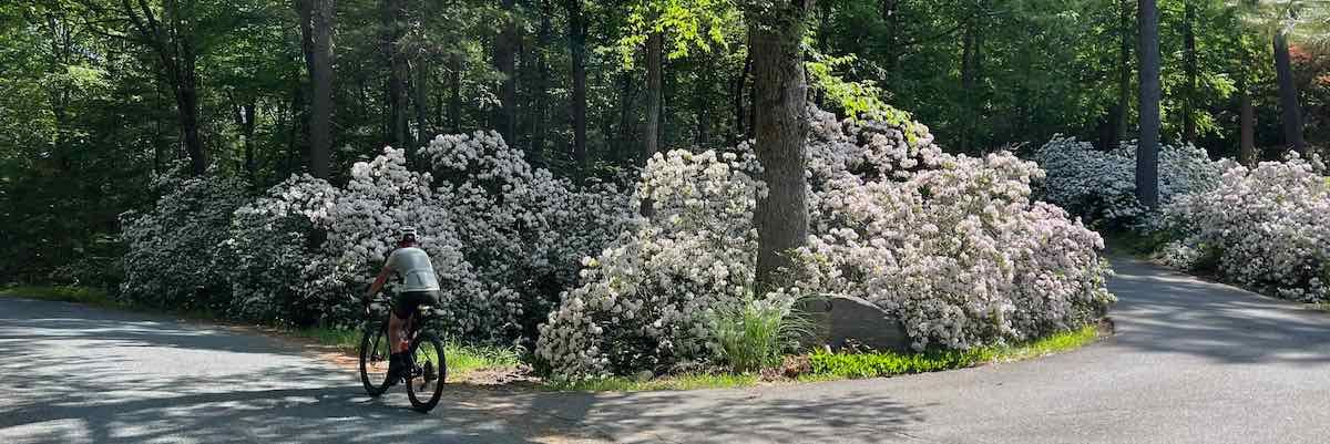Week 24, Mountain Laurel in full bloom